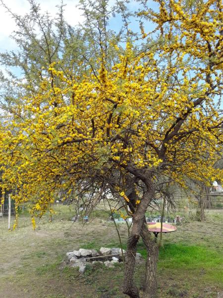 Espinillo, aromo, aromito, caven, churki o espino (Vachellia caven).
