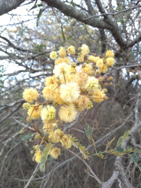 Acacia praecox, yuquerí negro, garabato o garabato hembra, es una especie de leguminosa de la subfamilia Mimosoideae.