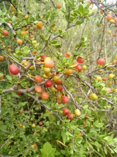 El piquillín (Condalia microphylla) es un arbusto xerófilo espinoso de la familia Rhamnaceae