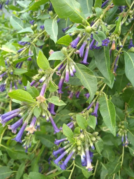Tumiñico (Lycium cestroides)  significa colibrí, porque estas aves visitan sus pequeñas flores violetas 